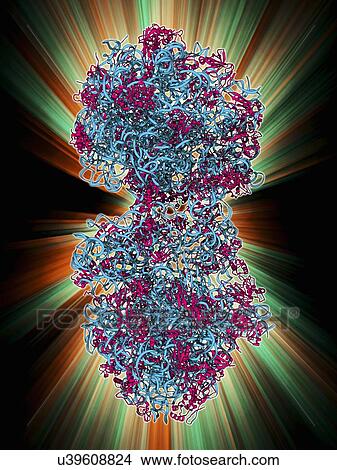 70S ribosome, molecular model View Large Illustration Stock Illustration - 70S ribosome, molecular model. Fotosearch