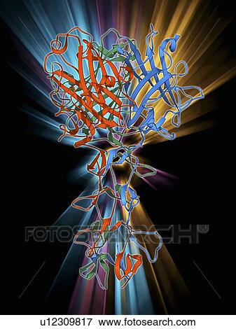 Stock Illustration - Adenovirus fibre shaft protein. Fotosearch