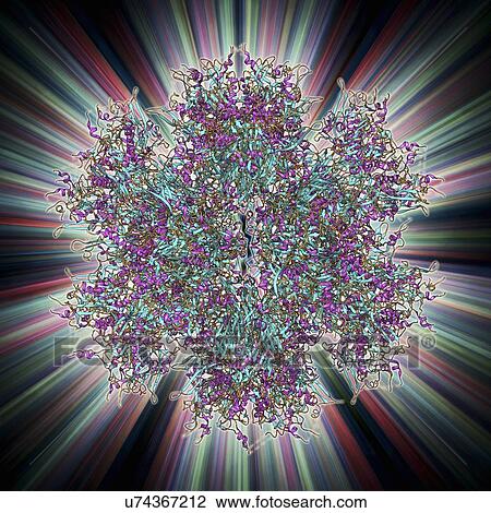 Drawing - Adenovirus penton base protein. Fotosearch