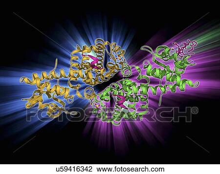 Drawing - Adenovirus protein and tumor suppressor. Fotosearch