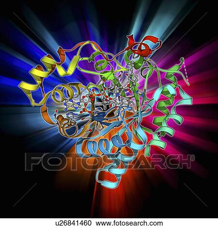 Clipart - Aldo-keto reductase enzyme and ibuprofen. Fotosearch