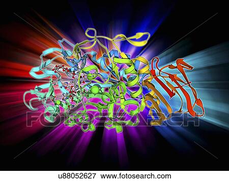 Amylase, molecular model View Large Illustration Stock Illustration - Amylase, molecular model. Fotosearch