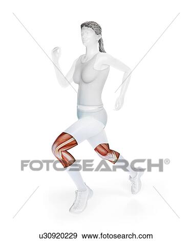 Anatomy of runner, artwork View Large Illustration Stock Illustration - Anatomy of runner, artwork. Fotosearch