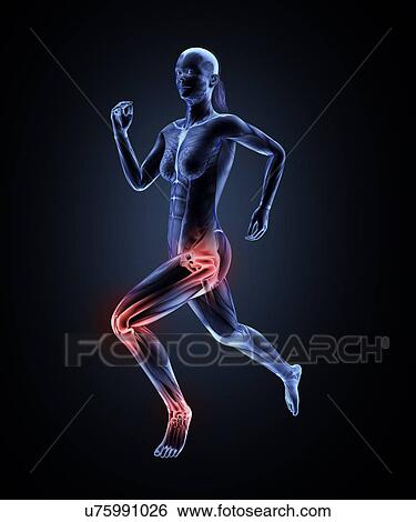 Anatomy of runner, artwork View Large Illustration Stock Illustration - Anatomy of runner, artwork. Fotosearch
