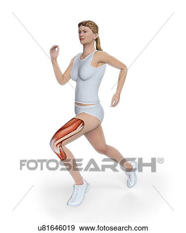 Anatomy of runner, artwork View Large Illustration Stock Illustration - Anatomy of runner, artwork. Fotosearch