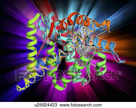 Androgen receptor and modulator View Large Illustration Drawing - Androgen receptor and modulator. Fotosearch