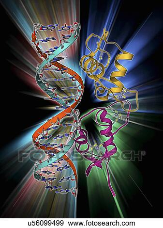Androgen receptor, molecular model View Large Illustration Stock Illustration - Androgen receptor, molecular model. Fotosearch