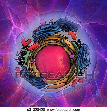 Animal cell structure, artwork View Large Illustration Clipart - Animal cell structure, artwork. Fotosearch