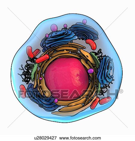 Animal cell structure, artwork View Large Illustration Stock Illustration - Animal cell structure, artwork. Fotosearch