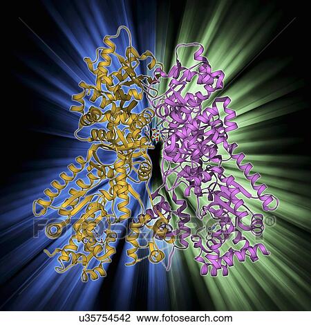 Drawing - Anthrax lethal factor molecule. Fotosearch