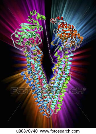 Clipart - Antibodies and their antigen. Fotosearch