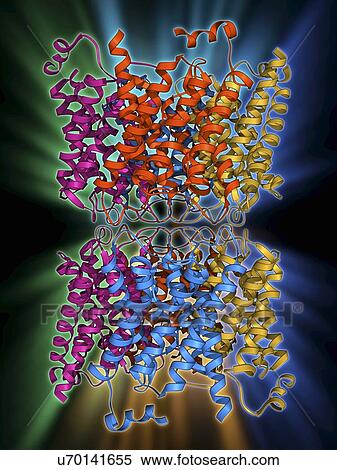 Stock Illustration - Aquaporin membrane protein. Fotosearch
