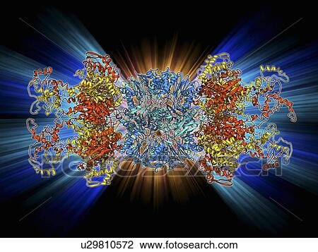 ATP-dependent protease molecule View Large Illustration Drawing - ATP-dependent protease molecule. Fotosearch