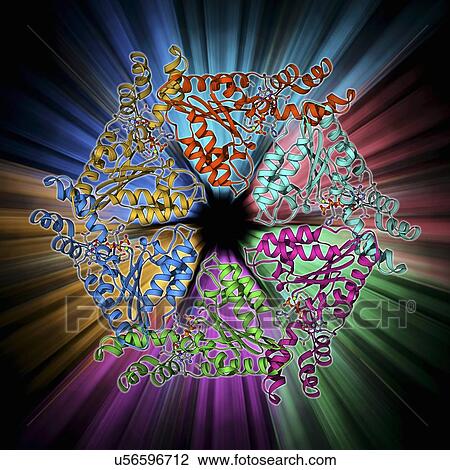 Drawing - ATPase molecule. Fotosearch