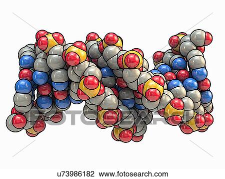 B DNA (Deoxyribonucleic acid), artwork View Large Illustration Drawing - B DNA (Deoxyribonucleic acid), artwork. Fotosearch