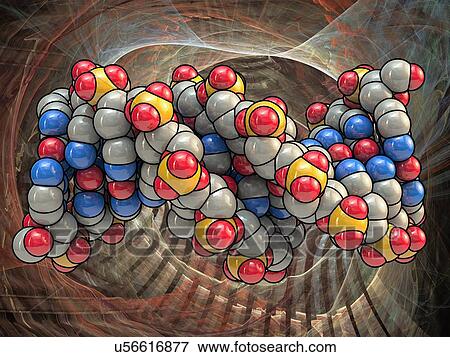 B DNA (Deoxyribonucleic acid), artwork View Large Illustration Stock Illustration - B DNA (Deoxyribonucleic acid), artwork. Fotosearch