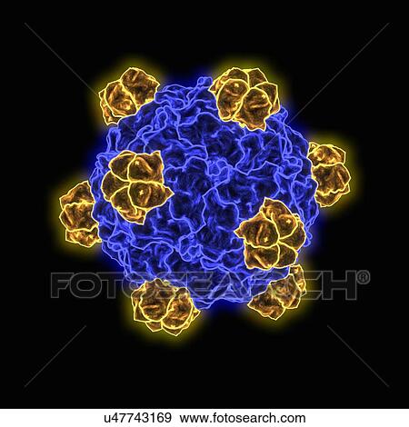 Bacteriophage alpha 3, artwork View Large Illustration Stock Illustration - Bacteriophage alpha 3, artwork. Fotosearch