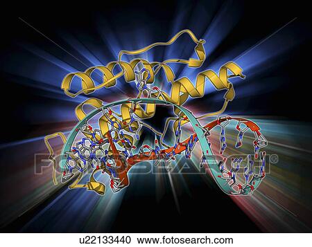 Bacteriophage restriction enzyme View Large Illustration Clipart - Bacteriophage restriction enzyme. Fotosearch