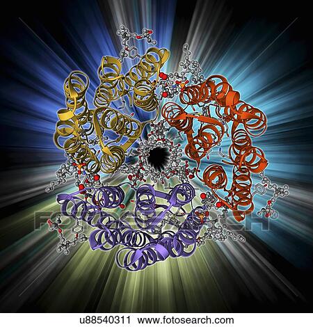 Bacteriorhodopsin protein View Large Illustration Clip Art - Bacteriorhodopsin protein. Fotosearch