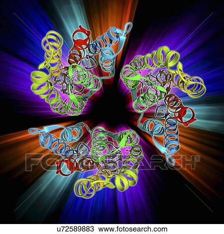 Drawing - Bacteriorhodopsin protein. Fotosearch