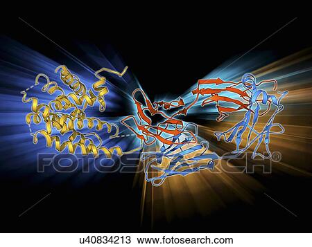 Beta-2 adrenergic receptor molecule View Large Illustration Drawing - Beta-2 adrenergic receptor molecule. Fotosearch