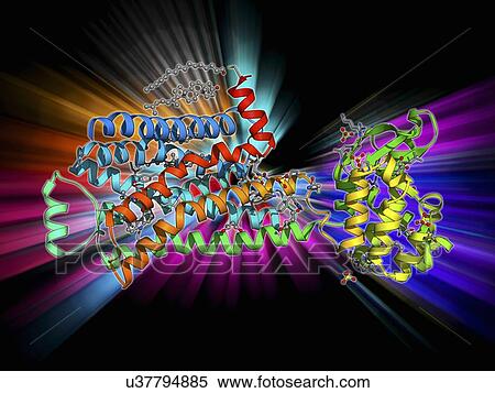 Stock Illustration - Beta-2 adrenergic receptor molecule. Fotosearch
