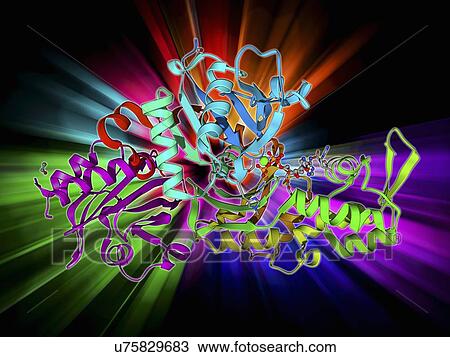 Drawing - Beta-actin molecule. Fotosearch