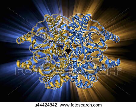 Drawing - Beta-carbonic anhydrase molecule. Fotosearch