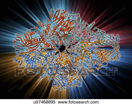 Stock Illustration - Beta-galactosidase molecule. Fotosearch
