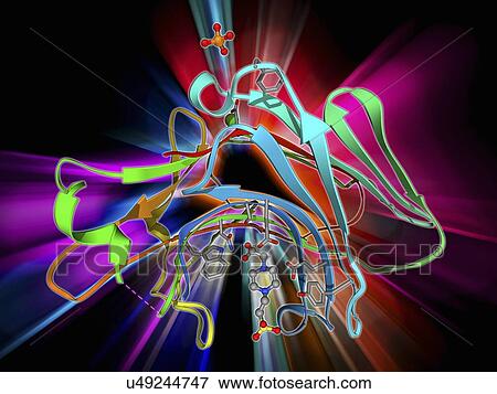 Beta glucanase enzyme molecule View Large Illustration Stock Illustration - Beta glucanase enzyme molecule. Fotosearch