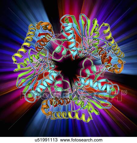 Drawing - Beta-lactamase-like protein 2 molecule. Fotosearch