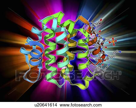 Stock Illustration - Beta secretase enzyme, molecular model. Fotosearch