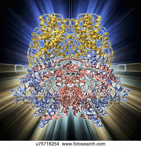 Bleomycin hydrolase molecule View Large Illustration Stock Illustration - Bleomycin hydrolase molecule. Fotosearch
