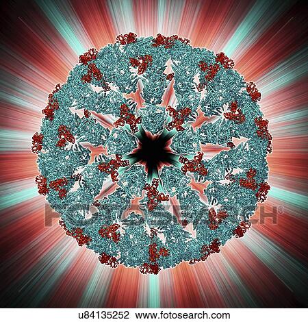Bluetongue virus capsid, molecular model View Large Illustration Drawing - Bluetongue virus capsid, molecular model. Fotosearch