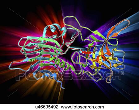 Botulinum type B neurotoxin View Large Illustration Drawing - Botulinum type B neurotoxin. Fotosearch