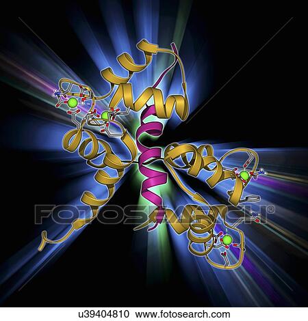 Calcium-binding protein molecule View Large Illustration Clipart - Calcium-binding protein molecule. Fotosearch