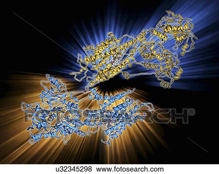Stock Illustration - Calcium pumping ATPase muscle enzyme. Fotosearch