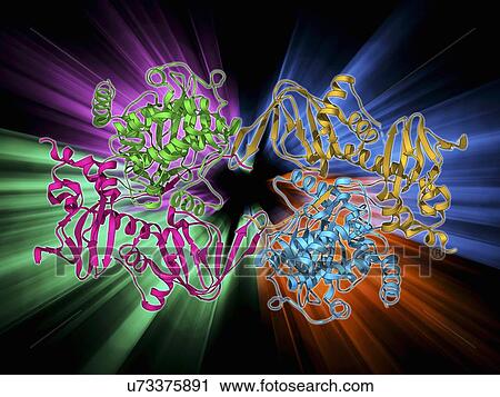cAMP-dependent protein kinase molecule View Large Illustration Clip Art - cAMP-dependent protein kinase molecule. Fotosearch