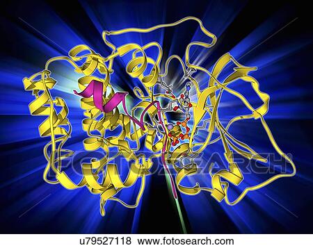 cAMP-dependent protein kinase molecule View Large Illustration Stock Illustration - cAMP-dependent protein kinase molecule. Fotosearch