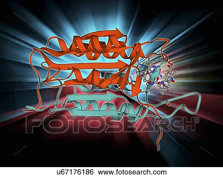 Caspase-3 and inhibitor View Large Illustration Stock Illustration - Caspase-3 and inhibitor. Fotosearch