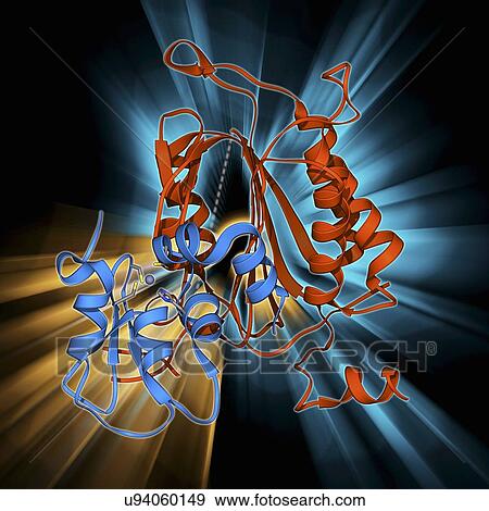 Caspase-9 with inhibitor, molecular model View Large Illustration Stock Illustration - Caspase-9 with inhibitor, molecular model. Fotosearch