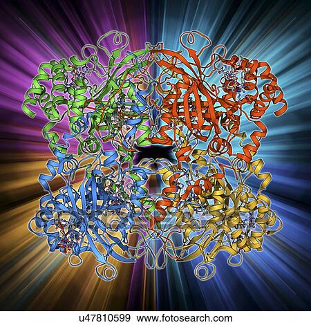 Catalase, molecular model View Large Illustration Stock Illustration - Catalase, molecular model. Fotosearch
