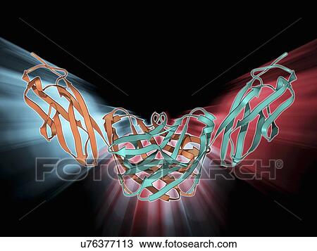 CD4 protein molecule View Large Illustration Drawing - CD4 protein molecule. Fotosearch