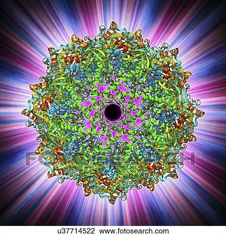Chaperonin protein View Large Illustration Drawing - Chaperonin protein. Fotosearch