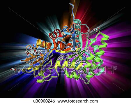 Stock Illustration - Chitinase enzyme molecule. Fotosearch