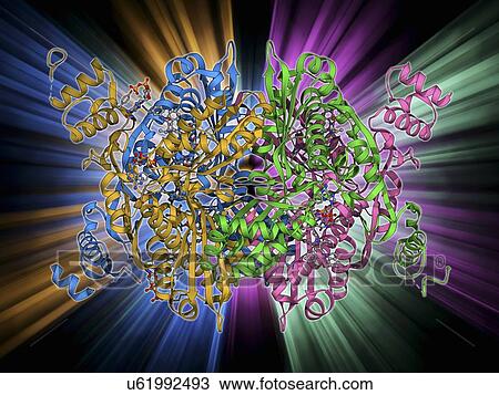 Cholesterol producing enzyme and statin View Large Illustration Drawing - Cholesterol producing enzyme and statin. Fotosearch