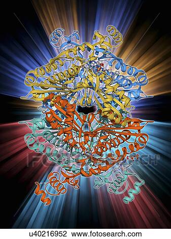 Drawing - Cholesterol producing enzyme molecule. Fotosearch