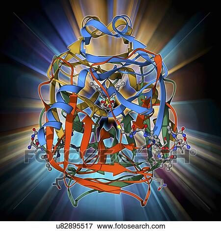 Stock Illustration - Chymotrypsin digestive enzyme molecule. Fotosearch
