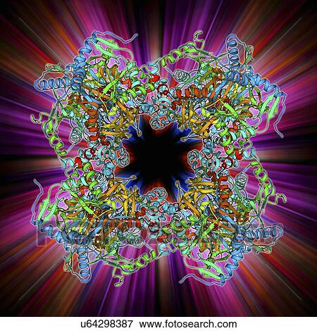 Citrate acid cycle enzyme View Large Illustration Stock Illustration - Citrate acid cycle enzyme. Fotosearch