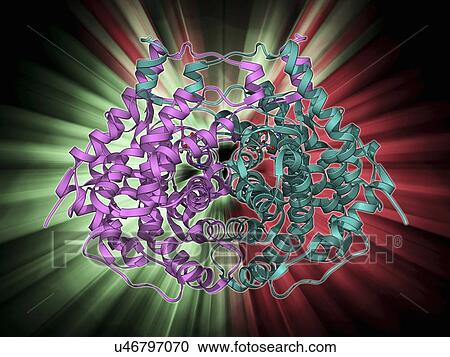 Clipart - Citrate synthase molecule. Fotosearch